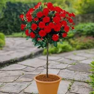 Harkness Roses, 2 x Standard Roses Red Romance, Red Flowering, 5L Pots 80-90cm - Picture 1 of 3