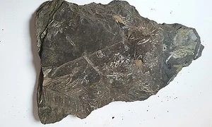 Fósil de St. Clair PA helecho Neuropteris helecho fósil plantas educativas 12,1 oz.  - Imagen 1 de 8