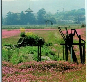 Floral Fields in Japan Pink Flowers Farm Vintage Postcard - Picture 1 of 4