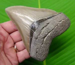 4.80 “ MEGALODON SHARK TOOTH Real Fossil RARE Light Tan Georgia, USA - Picture 1 of 4