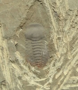 B6 Trilobite Yunanocephalus yunnanensis, periodo Cámbrico cerca de 100 millones - Picture 1 of 2