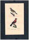 1830 - Purpurtangare Brazilian Tangara Oiseaux Oiseau Lithographie Lithograph