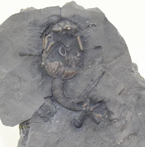 Cystoidea, Calocystites jewetti, Silur, Middleport, New York, USA -a793 - Foto 1 di 4