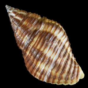 POLLIA FUMOSA (Isla Negros, Filipinas) 30,6 mm #13047 - Imagen 1 de 4