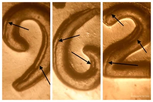 1962 Proof DDO-007 Doubled Die Obverse Choice Proof Red Lincoln Cent - Picture 1 of 4