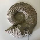 Fossiler Ammonit sp. Ha Ha fossile Formation, riesig 37 cm, Marokko