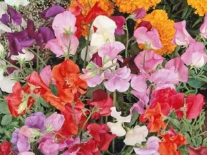 Sweet Pea Knee High Mix Seeds - B237 - Picture 1 of 1