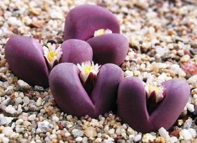 Lithops Optica RUBRA rare mesembs exotic succulent living stones cactus 30 SEEDS - Image 1 of 3