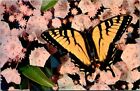 Greetings From Attica Ny Postcard Butterfly Black Yellow Pink Flowers