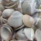 Sea Shells Natural, Juno Beach South East Florida 1Pd. See Package & Description