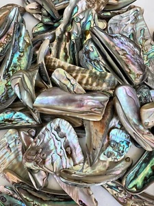 6X Abalone Rims Blue Shell XL 2-3 inch Reiki Healing Seashell - Picture 1 of 14