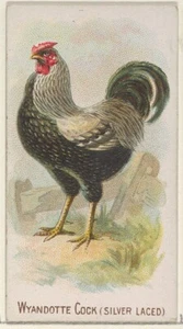 1891 Wyandotte Hahn Silber geschnürt Poster Lithographie Digital Download ungerahmt - Bild 1 von 1