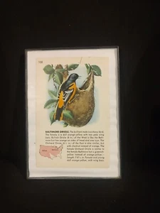 Baltimore Oriole Reclaimed Page - Picture 1 of 2