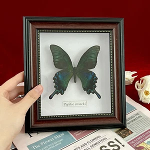 Beautiful Framed Butterfly Wall Decor Taxidermy Collectables Entomology Specimen - Picture 1 of 1