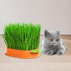 cat, Carrot Shaped Tray, Soil Free Catnip Cultivation Box,