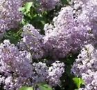 OLD FASHIONED LILAC BUSH PURPLE Lot Of 5 Three Years Old Bare Root