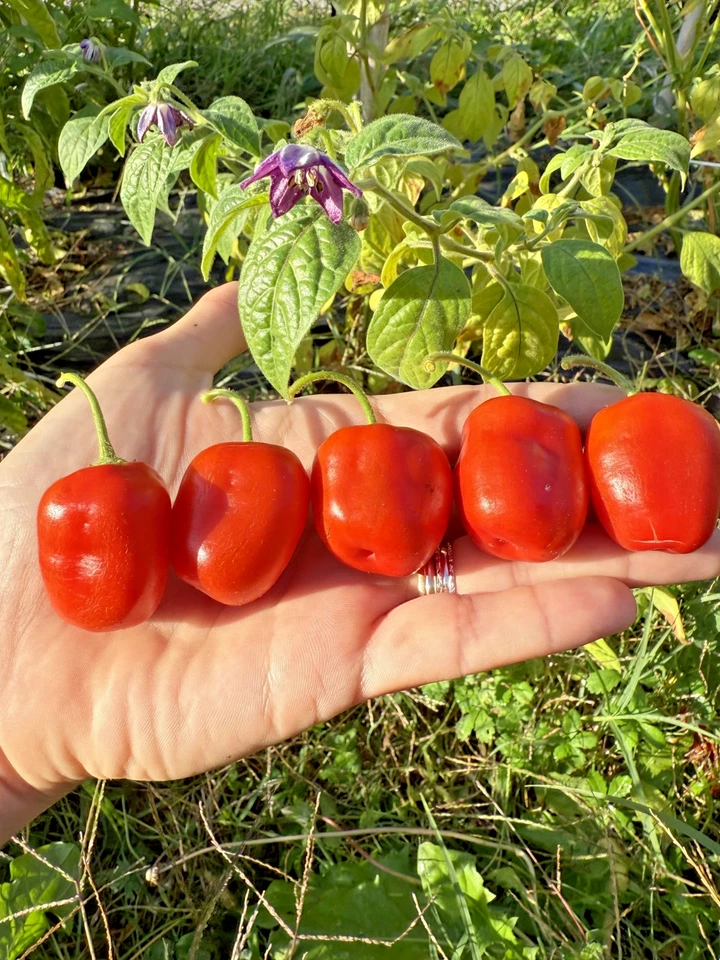 10 Rocoto Red Chili Seeds + Guide + Free