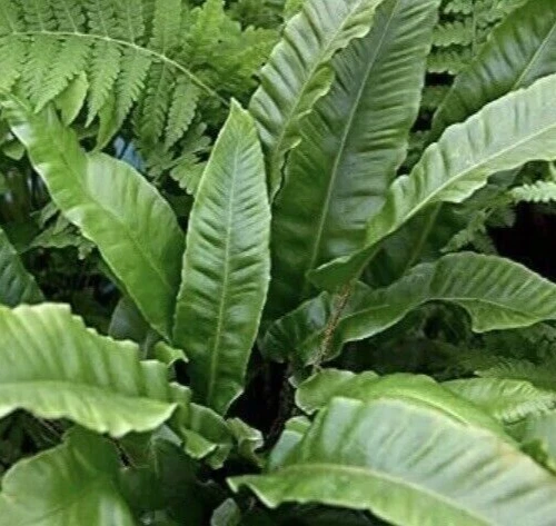 3X SEEDLING PLUG PLANTS Asplenium Scolopendrium Harts Tongue Hart's Fern Hardy - Image 1 of 2