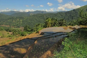 Rice Field Farming Terraces View Crops Sprouts Wall Art Home Decor 04 Nature New - Picture 1 of 8