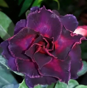 4 DBL DK Purple Desert Rose Seeds Adenium Obesum Flower Perennial Seed US SELLER - Picture 1 of 24