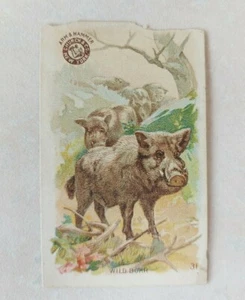 1880's Arm & Hammer Trade Card CHURCH & Co #31Wild Boar Interesting Animals - Picture 1 of 4