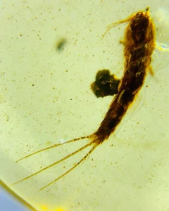 Fossil burmite Cretaceous Burmese amber unknown insect amber Fossil Myanmar - Picture 1 of 5