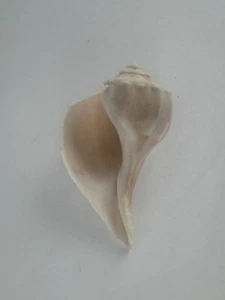 Natural Lightning Whelk Seashell 7" Beach Decor Coastal Collection Specimen - Picture 1 of 7