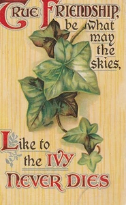 Vintage postcard true Vintage postc what it may skies,Like to the ivy never Dies - Picture 1 of 2