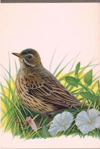 CARTE POSTALE**PIPIT FARLOUSE - NATURE - OISEAUX - FAUNE - DESSIN - A.BUZIN  - Imagen 1 de 2
