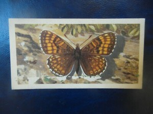 Great Britain Brooke Bond original 1963 tea card "British Butterflies",  No.17. 