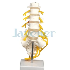 Lumbar Cauda Equina Columna Sacro Coxis Nervio Espinal Neural Esqueleto Aprender Modelo - Imagen 1 de 4