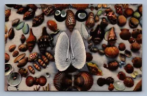 Cartolina d'epoca Florida varietà di diverse conchiglie mare costa oceanica - Foto 1 di 2