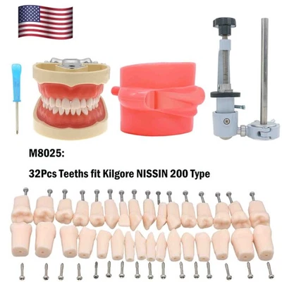 US Dental Typodont Model Fits Kilgore Nissin 200 Type With 32Pcs Removable Teeth Foto 1 de 4