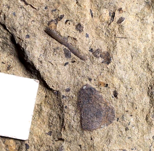 Rare Silurian jawless fish fossil & few oldest know land plant Cooksonia - Picture 1 of 9