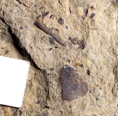 Rare Silurian jawless fish fossil & few oldest know land plant Cooksonia - Image 1 of 4