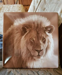 Plato de postre de ensalada cuadrado vintage Dario Farrucci AFRICAN SAFARI LION KING 8,5" - Imagen 1 de 13