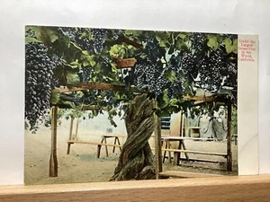 World’s Largest Grape Vine: - Vintage Postcard - Imagen 1 de 3
