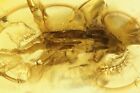 Nice Beetle Coleoptera. Fossil insect in Baltic amber #10879