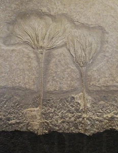 8.5X11 Ancient Fossil PLants Picture Fine Art New Poster Print Home Decor Old - Picture 1 of 2