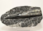 5.5" Orthoceras on Rock Single Fossil Mineral Dinosaur Squid Stone - Morocco