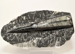 5.5" Orthoceras on Rock Single Fossil Mineral Dinosaur Squid Stone - Morocco - Picture 1 of 4