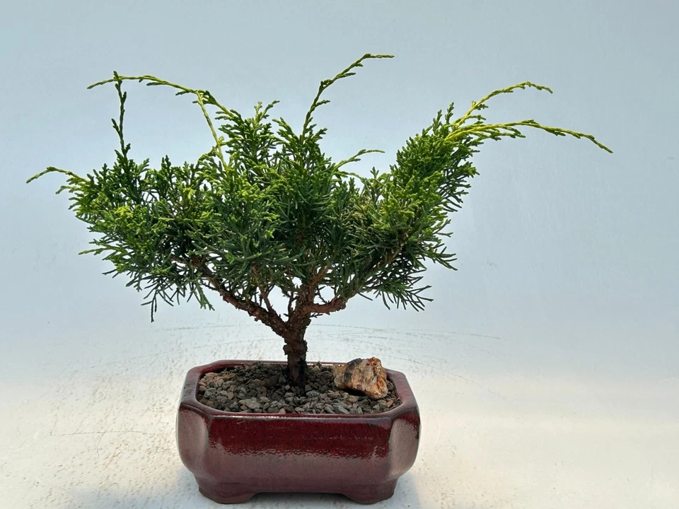 Shimpaku Juniper Bonsai Tree Itoigawa Medium Outdoor 10" tall Great Gift - Image 1 of 1