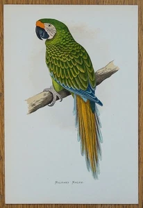 Antique Parrot Print MILITARY MACAW Greene Original Bird Engraving 1884 - Picture 1 of 1
