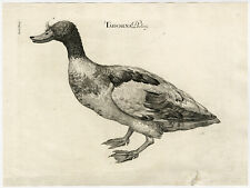 Antique Print-SHELDUCK-BIRD-TADORNA-DONAU-Marsili-1726