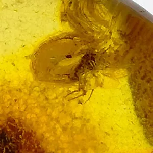 Baltic Amber large gemstone w/ natural fossil trapped bug inclusion 41.7ct - Picture 1 of 7