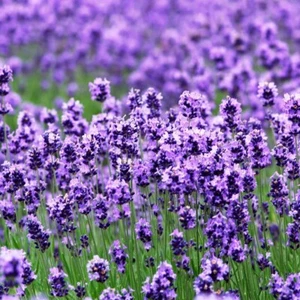 Lavender (True English) 1100+ seeds (Lavandula) Instructions Included Xx - Picture 1 of 7