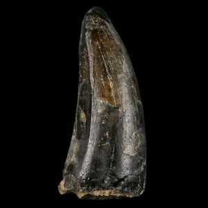 1.8" Sarcosuchus Imperator Crocodile Fossil Tooth Elrhaz FM Cretaceous Niger COA - Picture 1 of 9