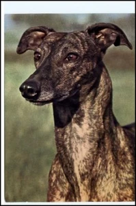 GREYHOUND Hund Hunde-Motiv-Postkarte Planet Verlag DDR Postkarte - Bild 1 von 1