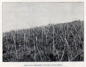 1900 -- ASPECT DUNE VIGNE GRELEE LE 29 JUILLET A LIMAS RHONE C308 - Bild 1 von 1