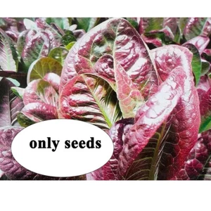 RED ROMAINE LETTUCE SEEDS 2000 healthy GARDEN LEAFY greens SALAD - Picture 1 of 4
